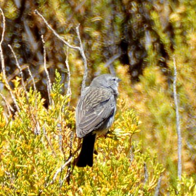 Carbonated Sierra Finch (2)